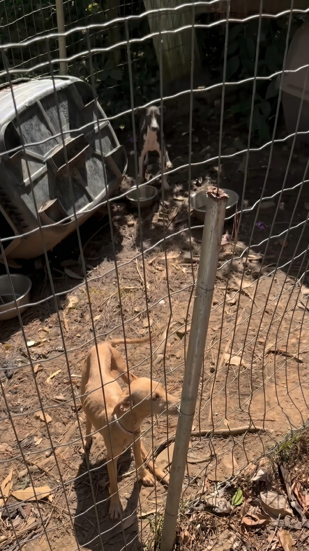 Five Dogs Progress from Neglect to Recovery Over Eight Weeks