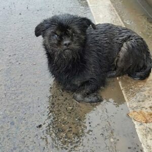 Mia's Transformation: From Abandoned in the Rain to Nurturing Mother