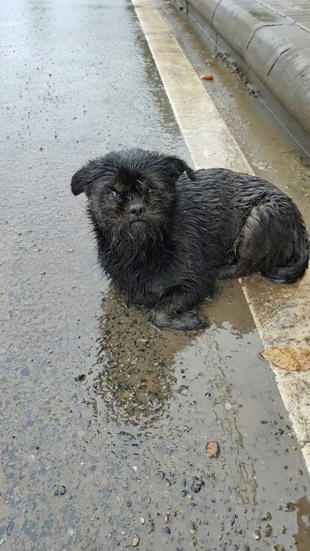 Mia's Transformation: From Abandoned in the Rain to Nurturing Mother