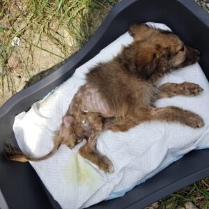 From Abandonment to Recovery: Tuzik's Journey from Paralysis to Hope