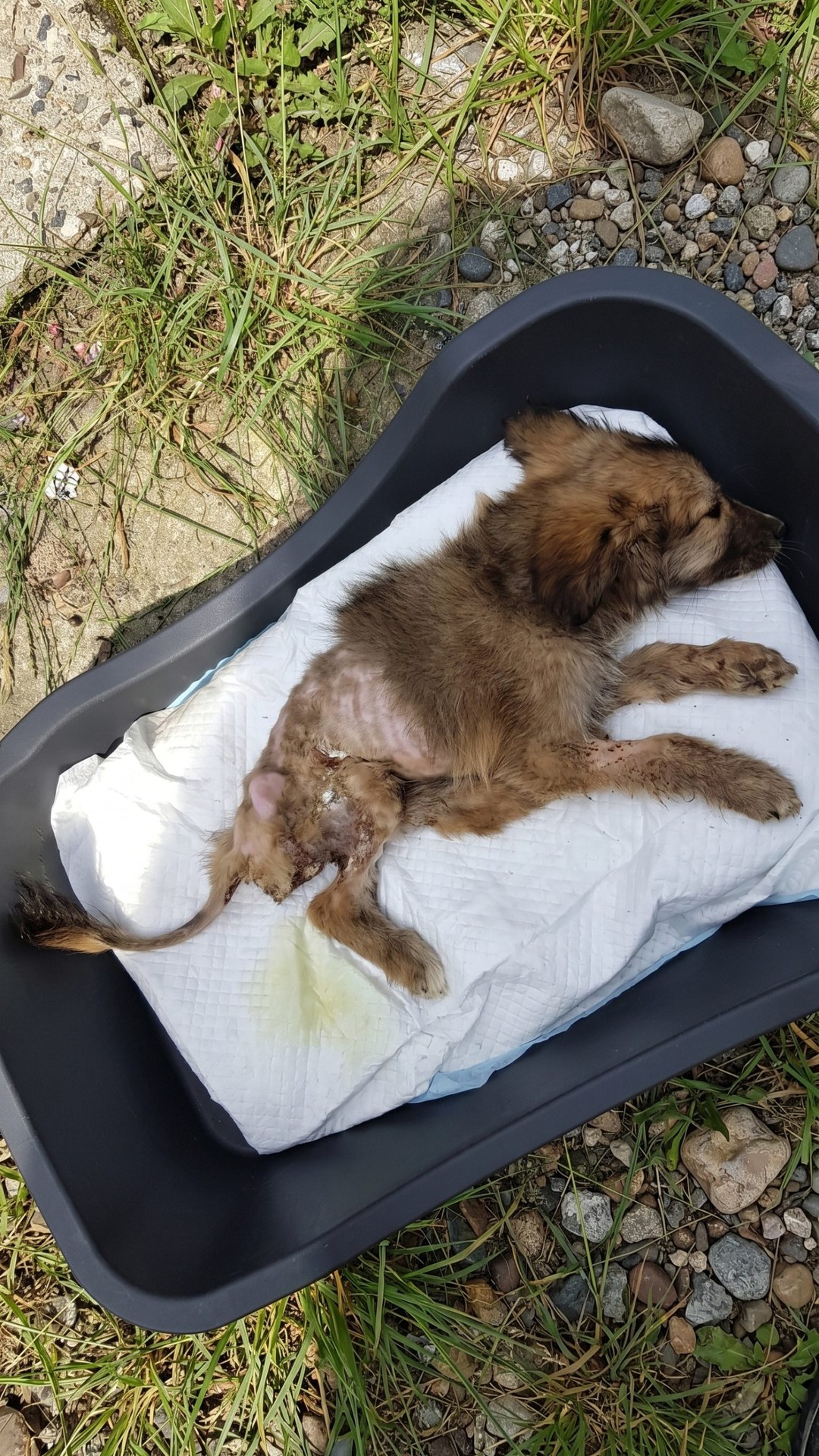 From Abandonment to Recovery: Tuzik's Journey from Paralysis to Hope