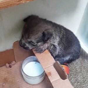 From Abandonment to Recovery: Indigo's Journey from a Box to a Home