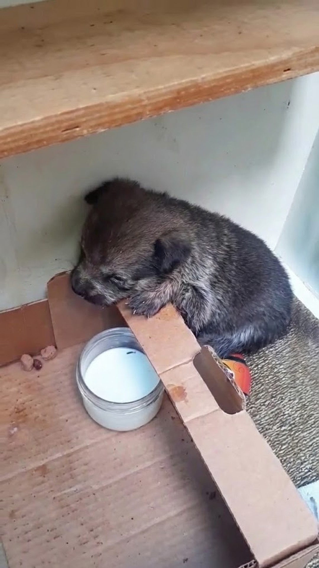 From Abandonment to Recovery: Indigo's Journey from a Box to a Home