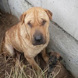 Rescuers Find Marley and Her Last Puppy Hiding in a Shallow Hole