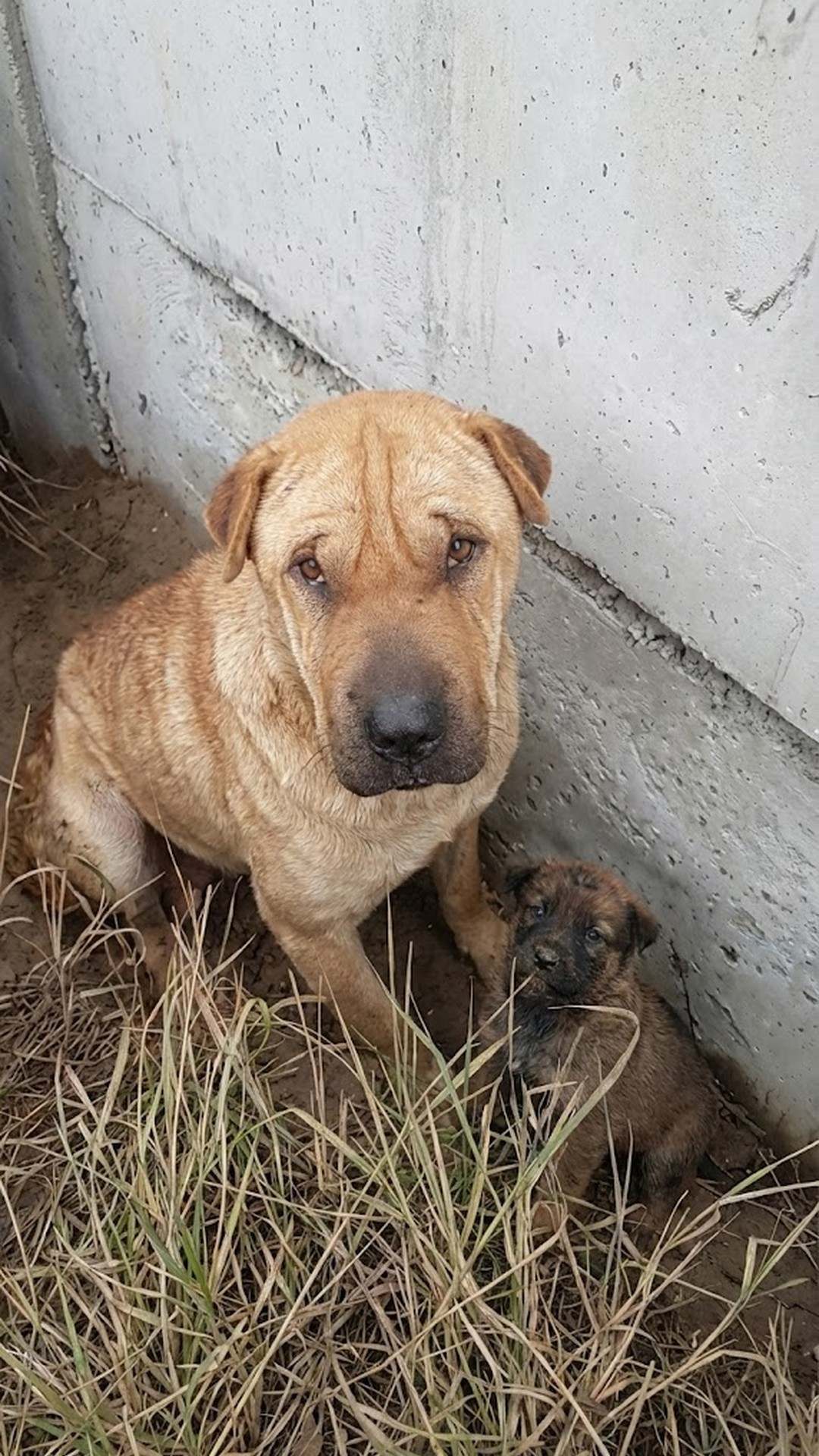 Rescuers Find Marley and Her Last Puppy Hiding in a Shallow Hole