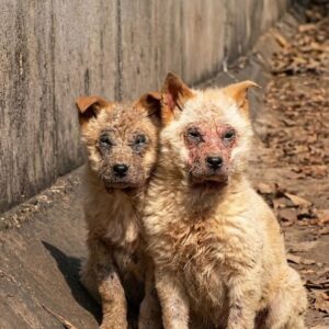 Rescue of Two Abandoned Puppies from a Drain Reveals Their True Condition