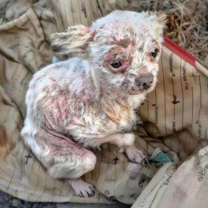 Stray Dog Kin Discovered Among Trash Finds a New Life