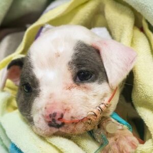 Tiny Puppy Defies Odds with Spirited Personality After Rescue