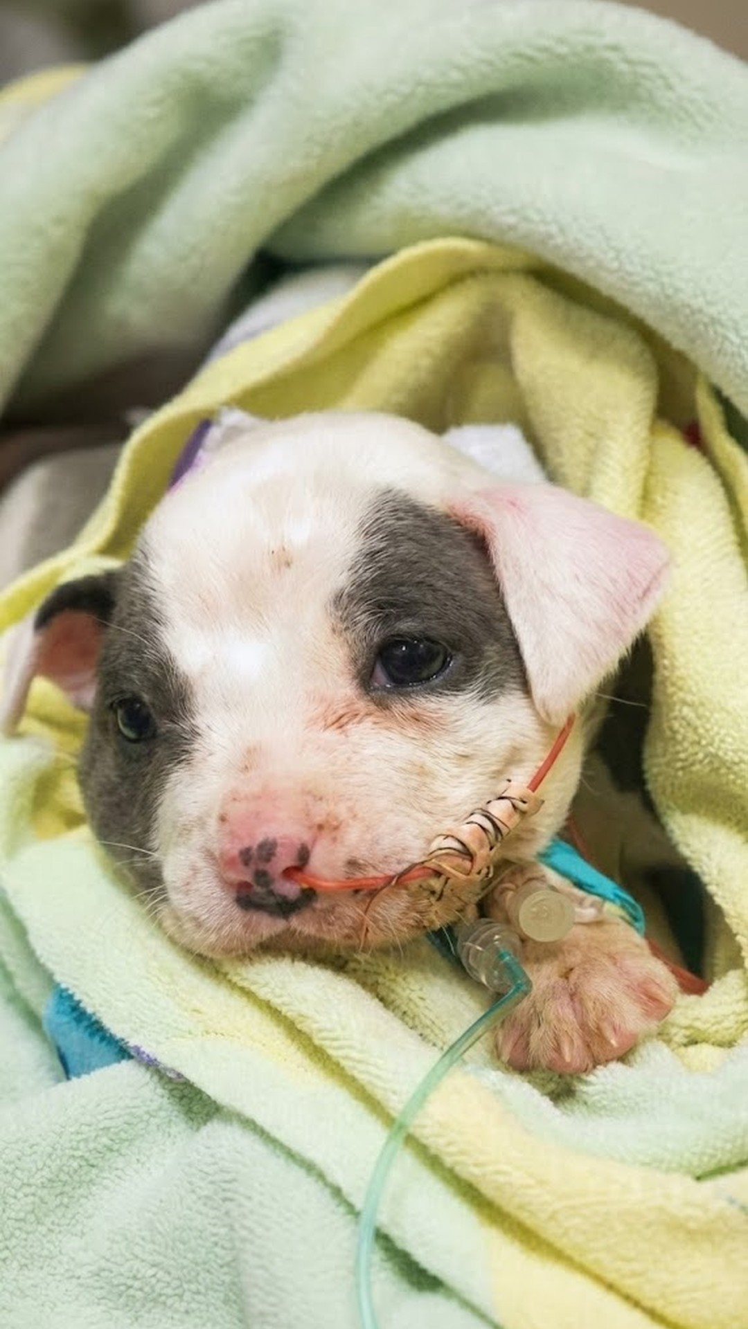 Tiny Puppy Defies Odds with Spirited Personality After Rescue