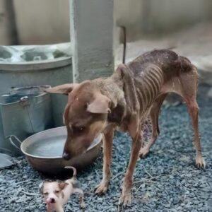 Khanun's Gentle Vigil: A Mother Dog's Unfailing Care for Her Puppy