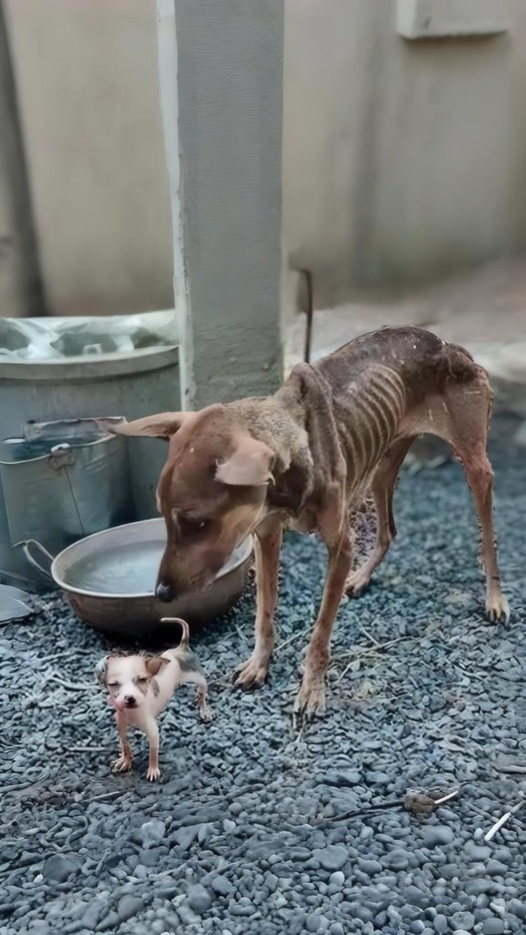 Khanun's Gentle Vigil: A Mother Dog's Unfailing Care for Her Puppy