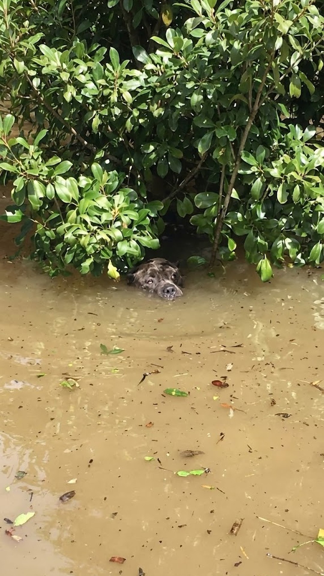 Sadie the Dog's Miraculous Rescue from Floodwaters in Baton Rouge