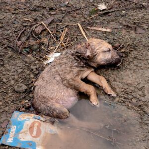 Tiny Puppy Rescued from Ditch Near Brest Airport Makes Incredible Recovery