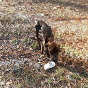 Jax's Remarkable Recovery Over Three Months from Neglect to Family Life