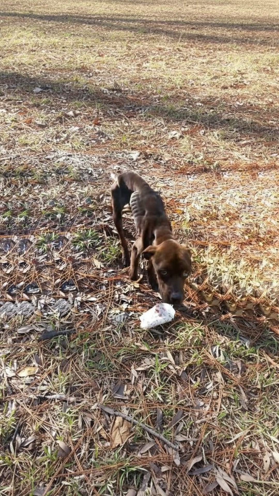 Jax's Remarkable Recovery Over Three Months from Neglect to Family Life