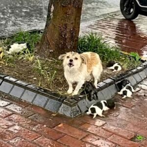 From Despair to Safety: A Mother Dog's Journey Through the Storm