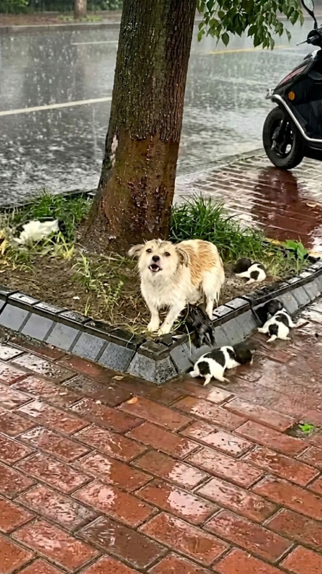 From Despair to Safety: A Mother Dog's Journey Through the Storm