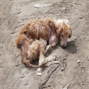 From a Lifeless Hillside to a Vibrant Companion: Charlie's Transformation
