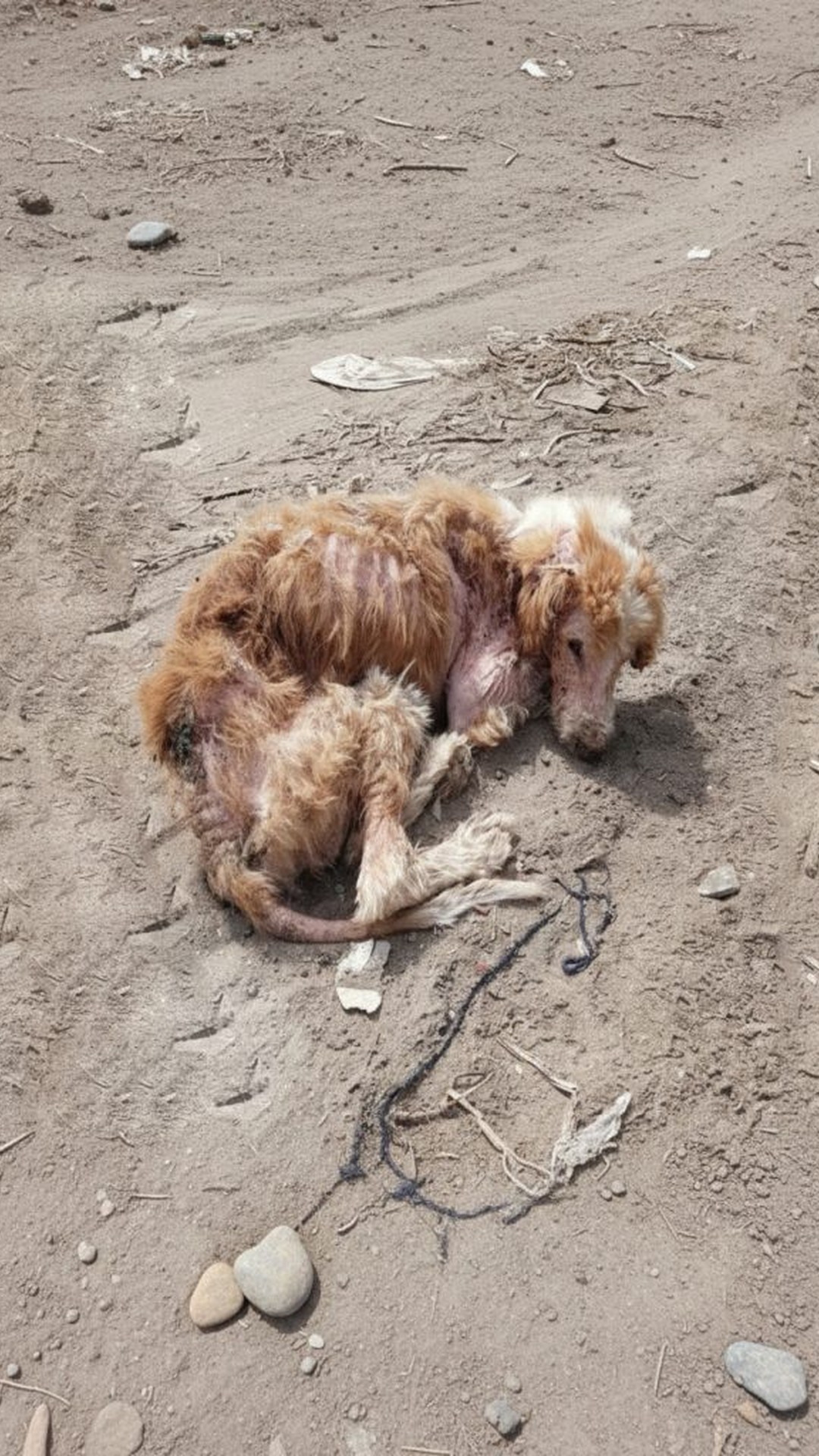 From a Lifeless Hillside to a Vibrant Companion: Charlie's Transformation