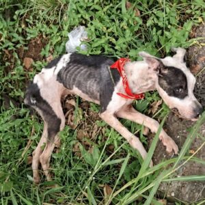 Rescued Puppy Victoria Takes Her First Steps After Severe Neglect