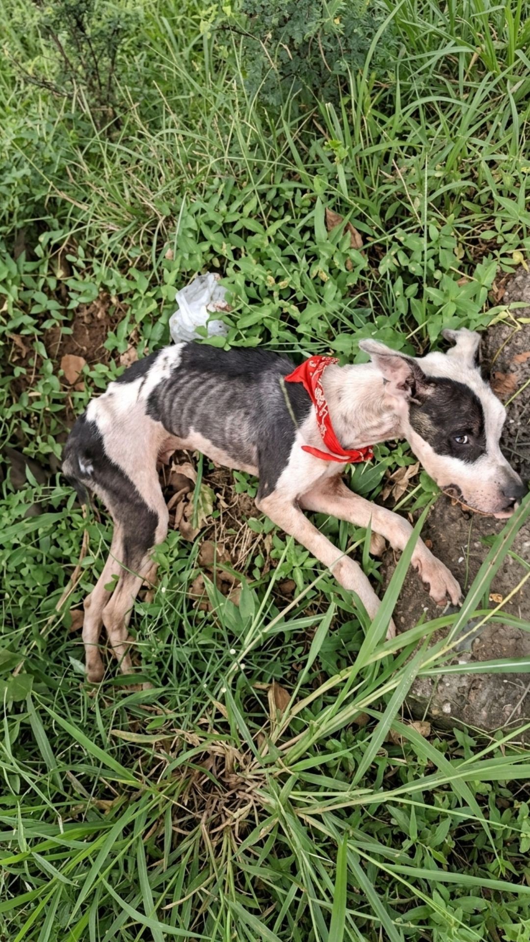 Rescued Puppy Victoria Takes Her First Steps After Severe Neglect