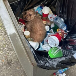 Man Finds Small Dog in Trash Can During Routine Park Visit