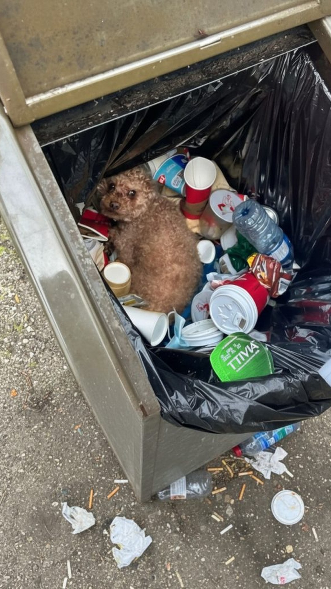 Man Finds Small Dog in Trash Can During Routine Park Visit