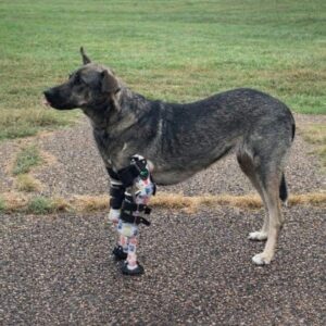 Shortcake's Recovery Progress Over Months of Care and Therapy