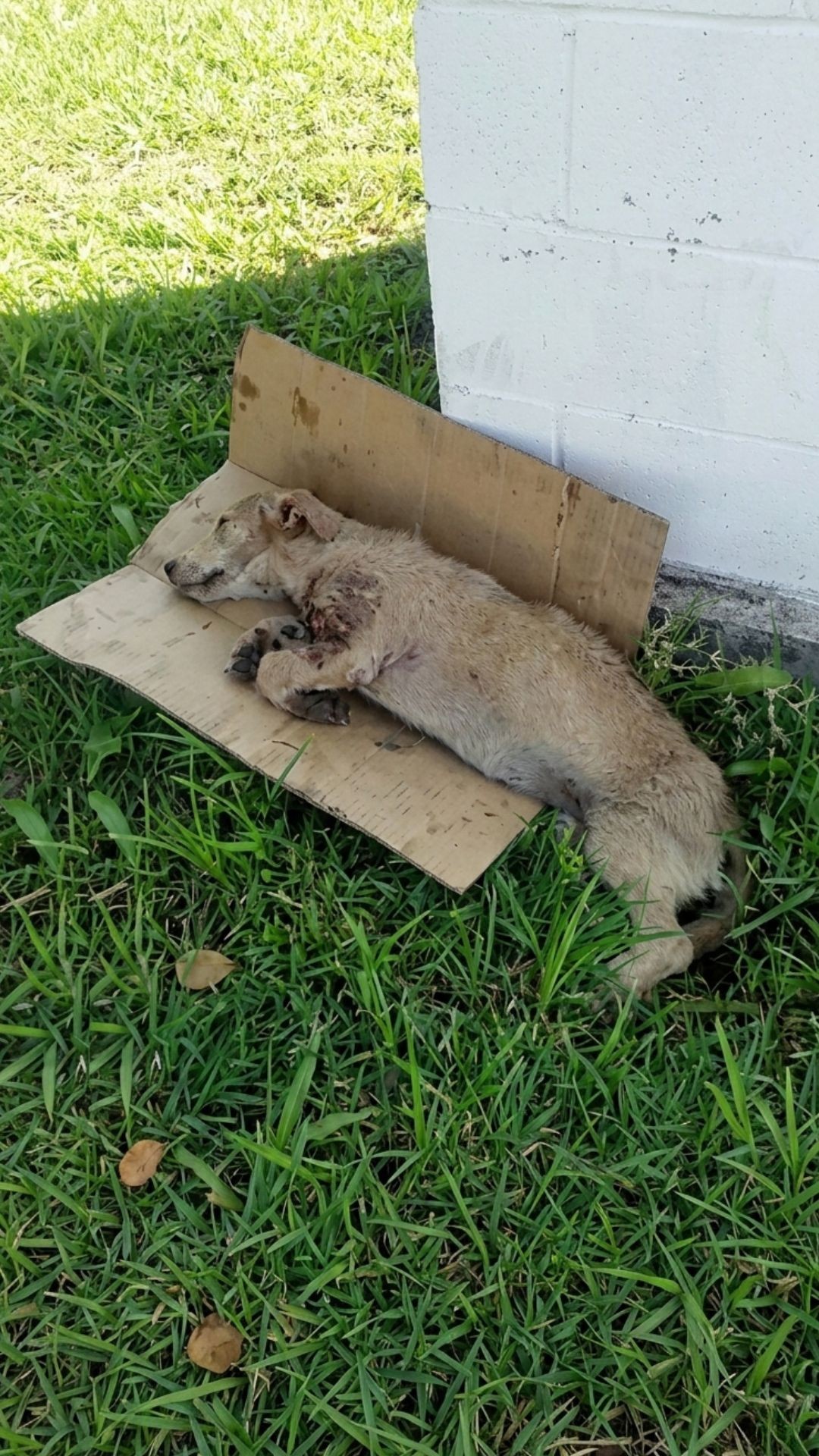 Puppy Found Abandoned on Highway Survives Brutal Attack
