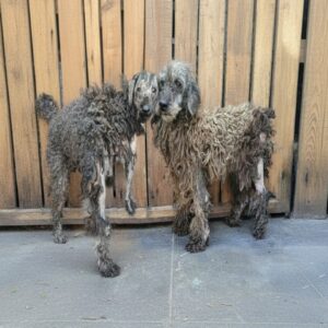 Rescuers Discover Two Abandoned Puppies in Severe Distress