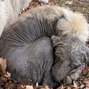 Hero's Playful Spark: An Old Dog's Remarkable Recovery After Neglect
