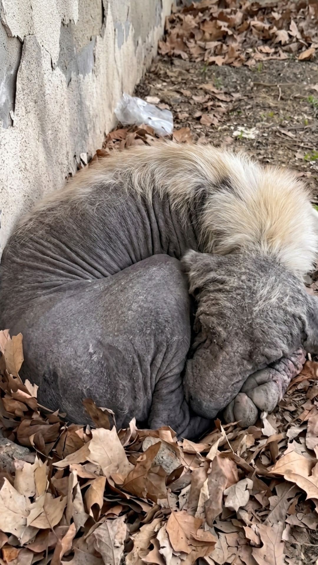 Hero's Playful Spark: An Old Dog's Remarkable Recovery After Neglect