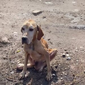 Nero's Silent Strength: A Dog's Resilience Amidst Neglect
