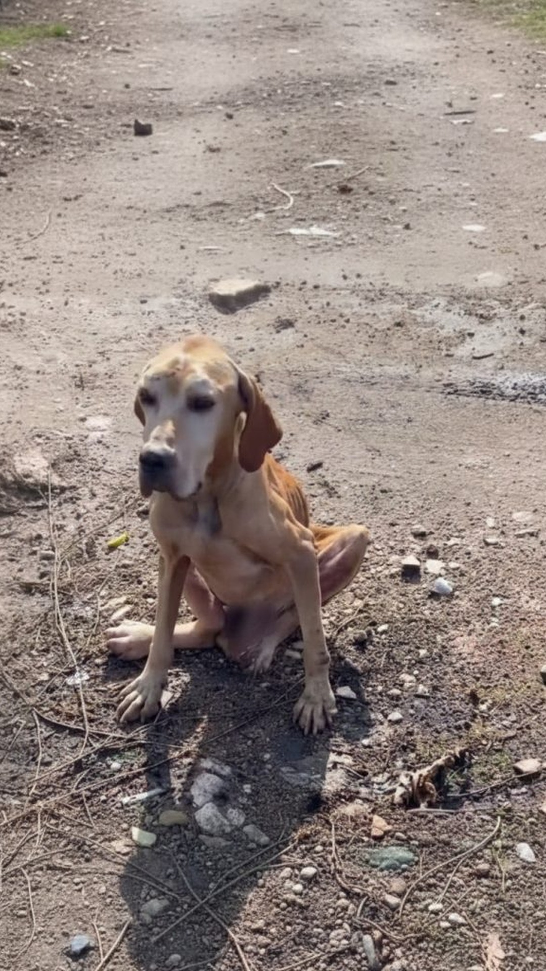 Nero's Silent Strength: A Dog's Resilience Amidst Neglect