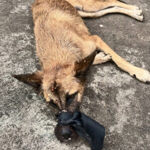 Bella's Remarkable Recovery: From a Bag to a Loving Home