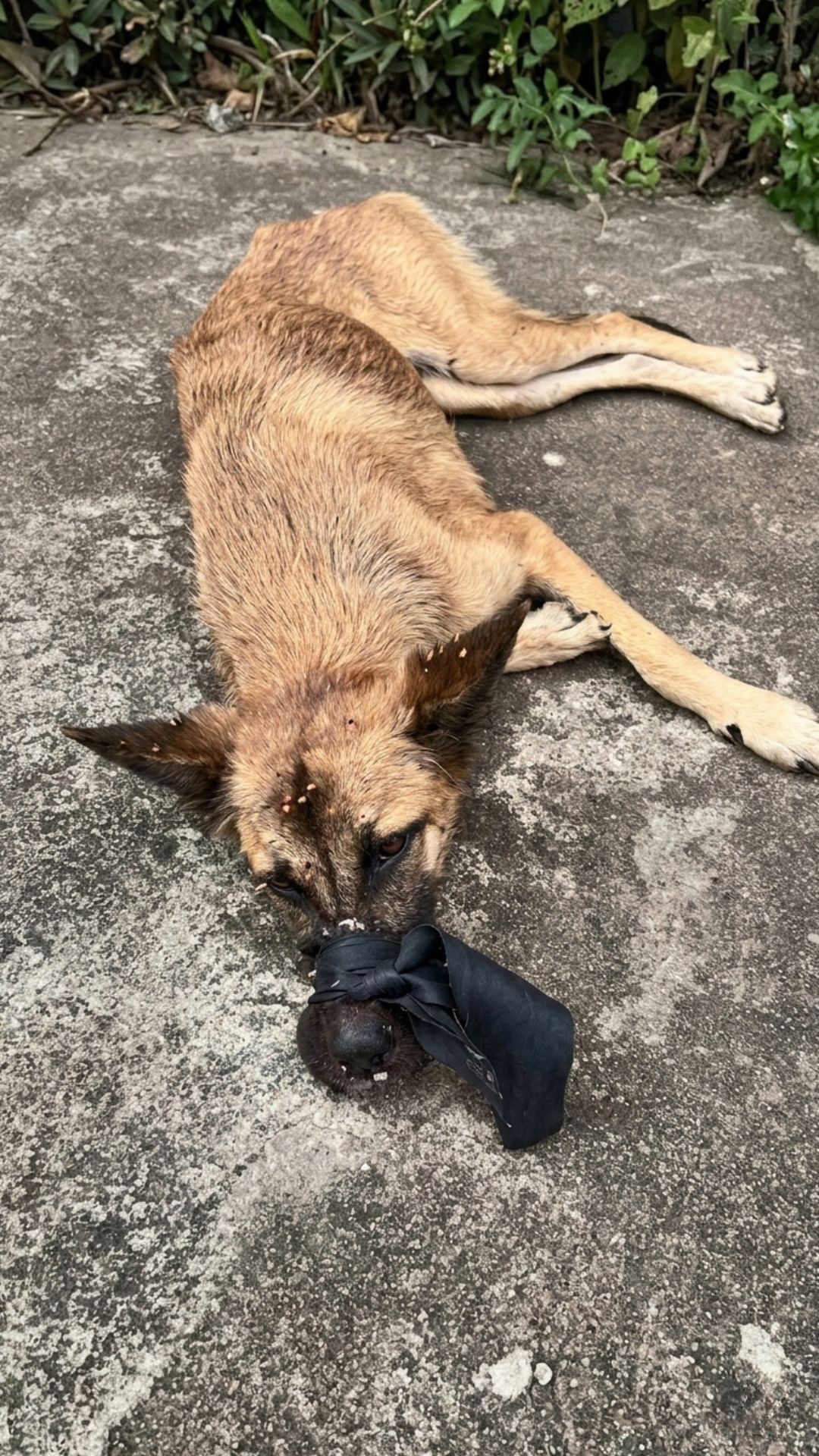 Bella's Remarkable Recovery: From a Bag to a Loving Home