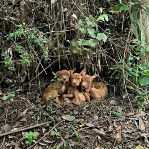 Three Puppies Make Remarkable Recovery from Severe Neglect in Just Weeks