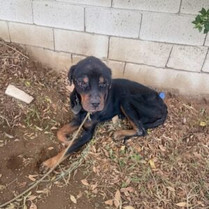 Charlie's Journey: From Blindness to a Forever Home in Four Months