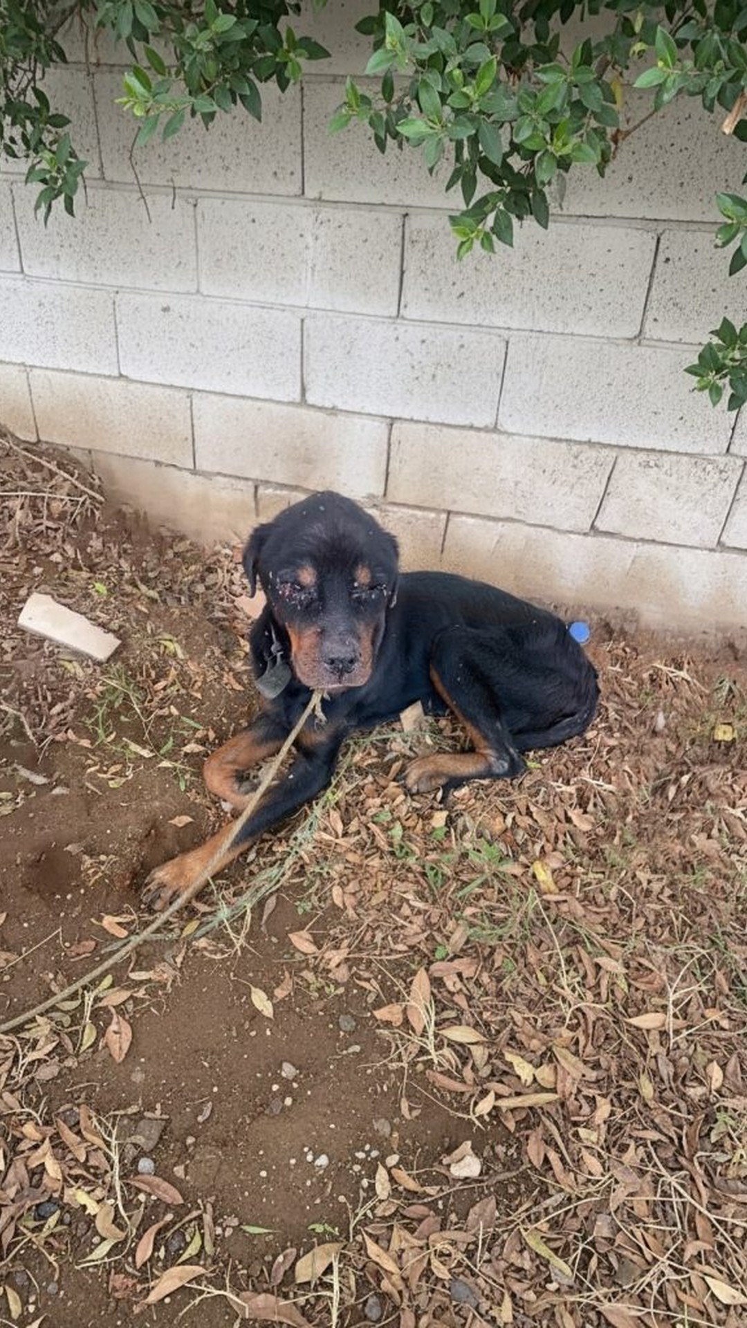 Charlie's Journey: From Blindness to a Forever Home in Four Months
