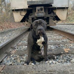From Paralyzed on Train Tracks to Surgery: Lucky's Fight for Survival