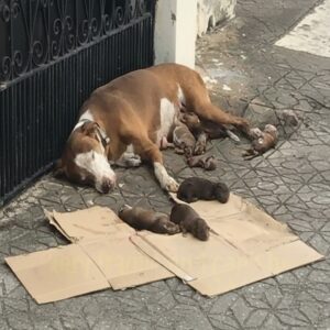 From Abandoned on the Sidewalk to a Loving Home: A Mother Dog's Rescue