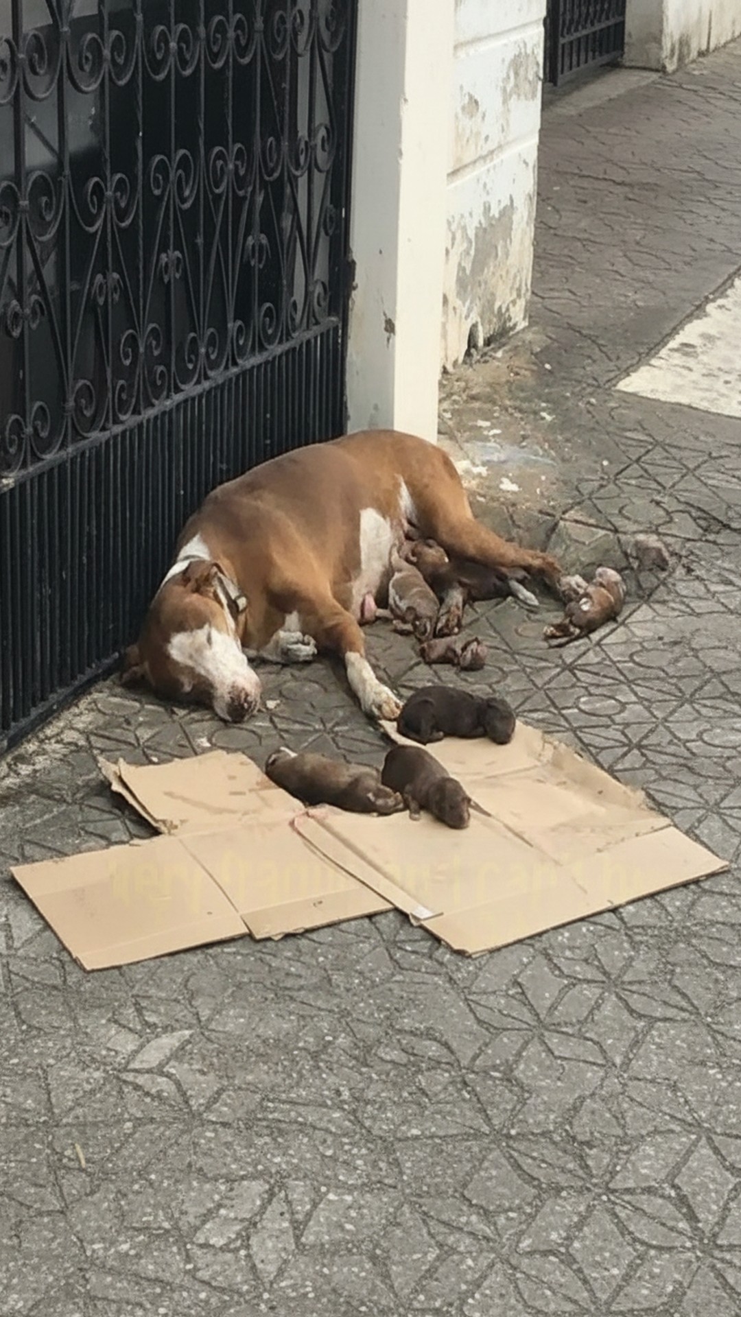 From Abandoned on the Sidewalk to a Loving Home: A Mother Dog's Rescue