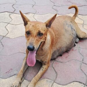 Kunti's Emergency Surgery Saves Her Life After Devastating Accident