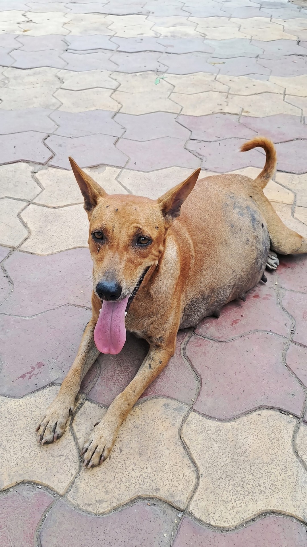 Kunti's Emergency Surgery Saves Her Life After Devastating Accident