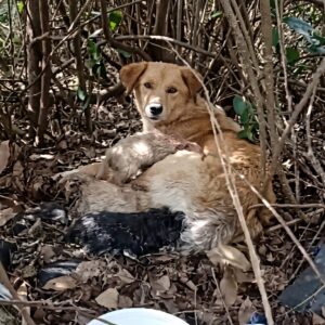 Rescue Team Finds Paralyzed Mother Dog Dragging Herself to Save Her Puppies
