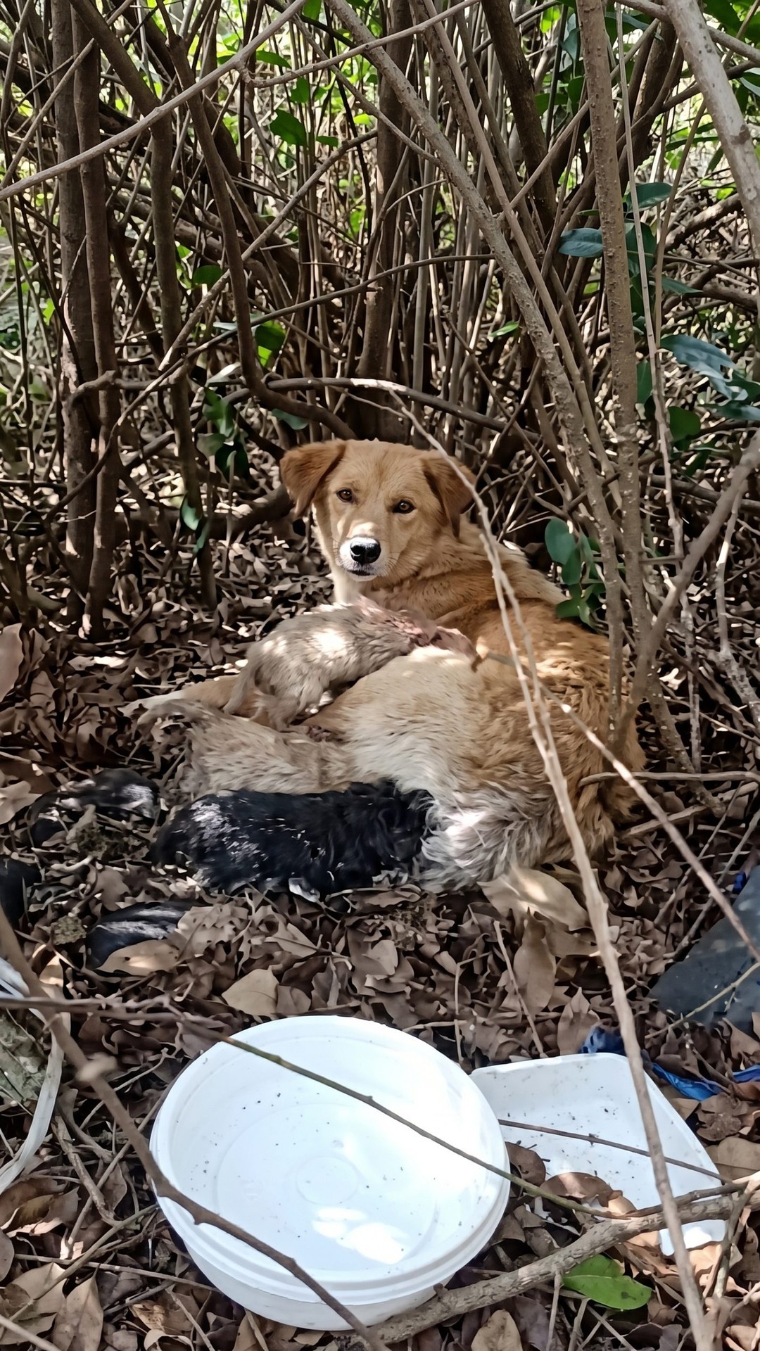 Rescue Team Finds Paralyzed Mother Dog Dragging Herself to Save Her Puppies