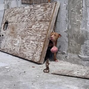 Tatum the Dog's Courageous Rescue from a Construction Site Burdened by Pain