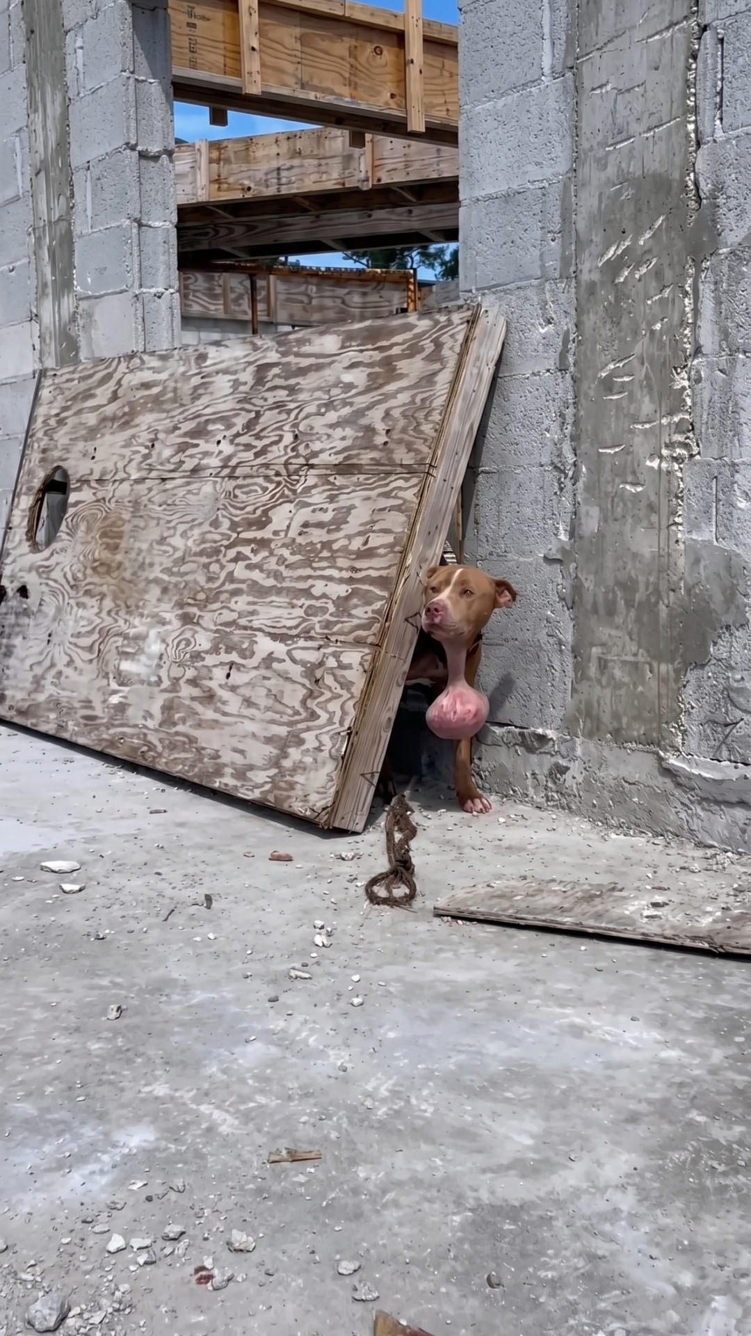 Tatum the Dog's Courageous Rescue from a Construction Site Burdened by Pain