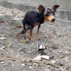 Bella's Quiet Acceptance: The Moment She Decided to Trust