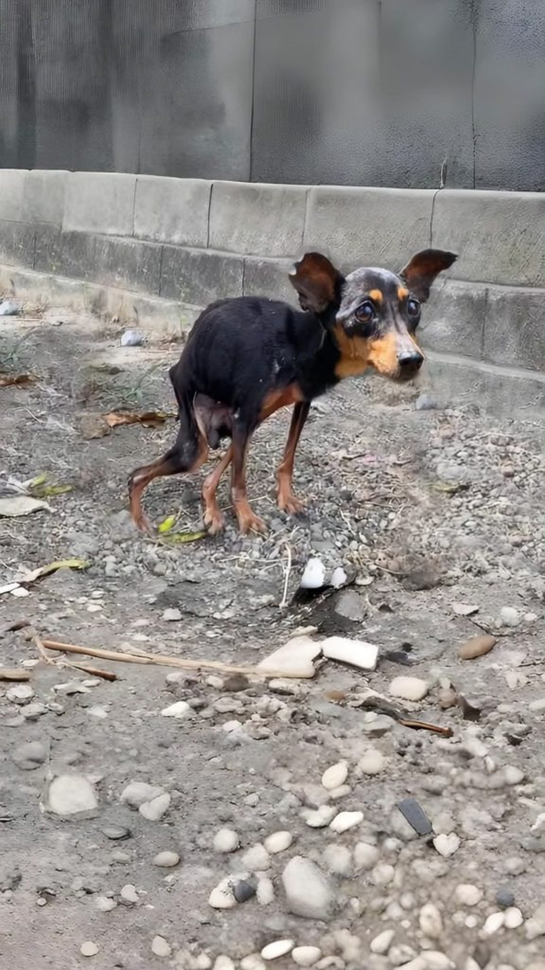 Bella's Quiet Acceptance: The Moment She Decided to Trust